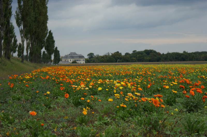 Schloss Niederweiden