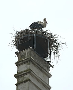 Storchennest am Dach des Schlosses Marchegg